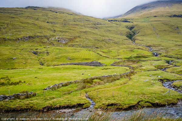 Irish mountain sheep graze on the wet green hills. Picture Board by Joaquin Corbalan