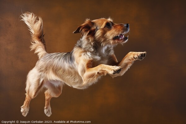 A healthy dog jumps with its mouth open, studio ph Picture Board by Joaquin Corbalan