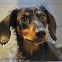 Buy canvas prints of Dachshund breed, this dog takes a cleaning bath. by Joaquin Corbalan