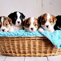 Buy canvas prints of Tender puppies in a basket, an image that reaches  by Joaquin Corbalan