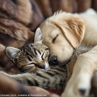 Buy canvas prints of A dog puppy and a kitten sleep together as compani by Joaquin Corbalan