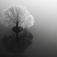 Buy canvas prints of Artistic work, a tree in infrared, solitary in a strange perspective. by Joaquin Corbalan