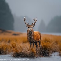Buy canvas prints of Red deer shows off its antlers on the Scottish moo by Joaquin Corbalan