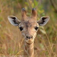 Buy canvas prints of A detailed photo capturing a giraffe up close, sta by Joaquin Corbalan