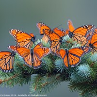 Buy canvas prints of an enchanting scene of a group of orange butterfli by Joaquin Corbalan