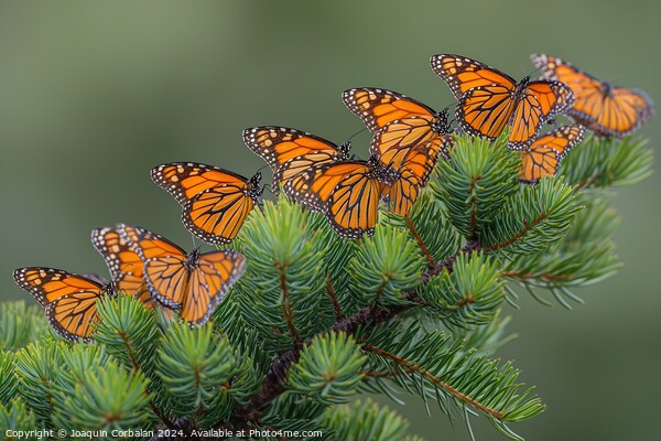Large Cluster of Migrating Monarch Butterflies on  Picture Board by Joaquin Corbalan