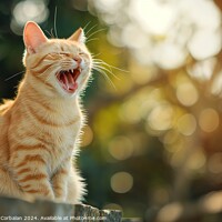 Buy canvas prints of A cat sits on a fence and yawns, displaying its re by Joaquin Corbalan