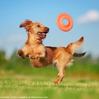 Buy canvas prints of A dog leaps into the air, displaying impressive agility, as it catches a frisbee mid-flight. by Joaquin Corbalan