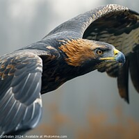 Buy canvas prints of A dark gray and fine-feathered golden eagle, a large bird of prey, gracefully flying through the air. by Joaquin Corbalan