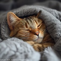 Buy canvas prints of A contented cat peacefully sleeps on top of a warm blanket placed on a comfortable bed. by Joaquin Corbalan