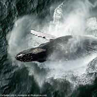 Buy canvas prints of Aerial view of a humpback whale creating a splash in the ocean. by Joaquin Corbalan