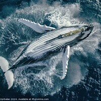 Buy canvas prints of A humpback whale gracefully swims in the ocean. by Joaquin Corbalan