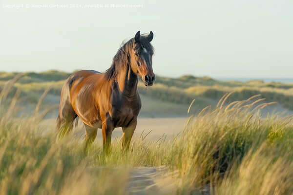A proud bay stallion standing on a grassy field in North Sea. Picture Board by Joaquin Corbalan