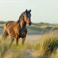 Buy canvas prints of A proud bay stallion standing on a grassy field in North Sea. by Joaquin Corbalan