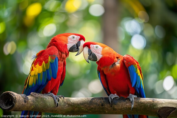 Two scarlet macaws are facing each other on a branch in a vibrant display of colors. Picture Board by Joaquin Corbalan