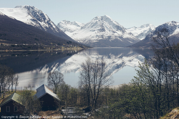Norwegian landscapes with snow and trees Picture Board by Joaquin Corbalan