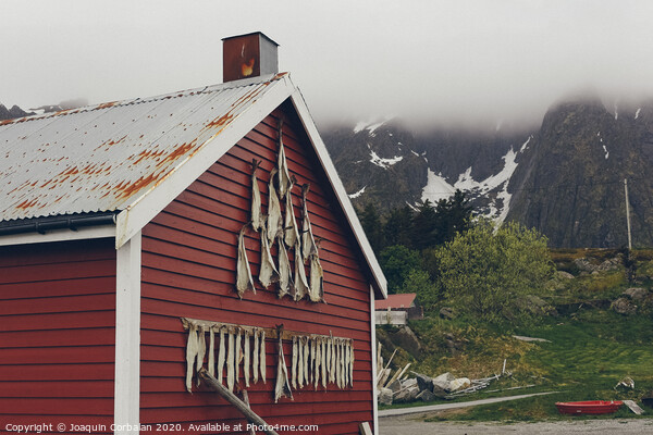 Fishing village in norway, with cod drying Picture Board by Joaquin Corbalan