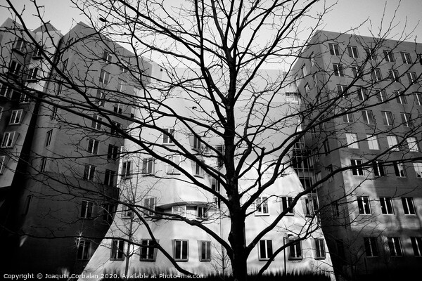 Trees without leaves in winter in the city, black and white photo. Picture Board by Joaquin Corbalan