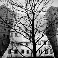Buy canvas prints of Trees without leaves in winter in the city, black and white photo. by Joaquin Corbalan