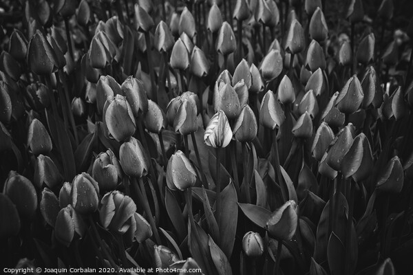 Flowers of tulips in black and white. Picture Board by Joaquin Corbalan