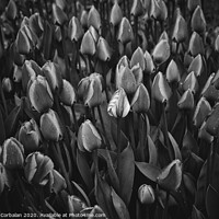 Buy canvas prints of Flowers of tulips in black and white. by Joaquin Corbalan