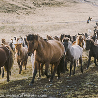 Buy canvas prints of Herd of lovely Icelandic horses riding towards the meeting at the farm by Joaquin Corbalan