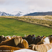 Buy canvas prints of Landscape of green and leafy pastures in the mountainous valleys of Iceland. by Joaquin Corbalan