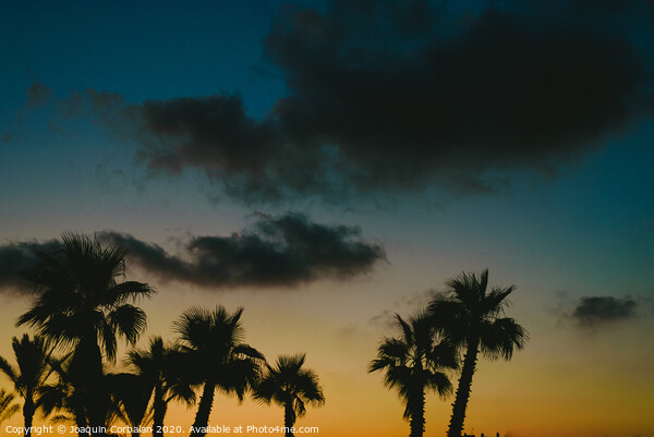 Silhouettes of tropical palm trees in a warm sunset. Picture Board by Joaquin Corbalan