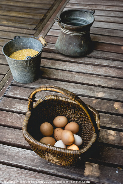 Eggs in wicker basket with corn as food for hens. Picture Board by Joaquin Corbalan