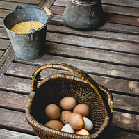 Buy canvas prints of Eggs in wicker basket with corn as food for hens. by Joaquin Corbalan