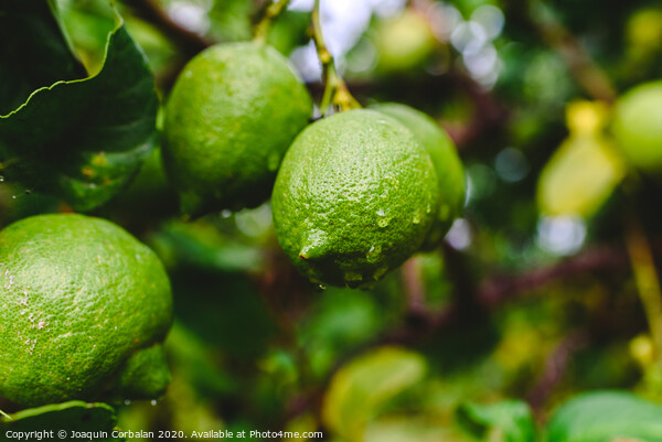 Green lemons hanging from the lemon tree on a rainy day. Picture Board by Joaquin Corbalan