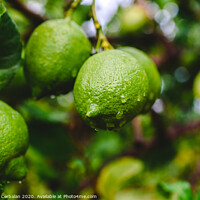 Buy canvas prints of Green lemons hanging from the lemon tree on a rainy day. by Joaquin Corbalan