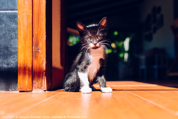 Black kitten resting in the sun on the house floor. Picture Board by Joaquin Corbalan