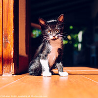 Buy canvas prints of Black kitten resting in the sun on the house floor. by Joaquin Corbalan
