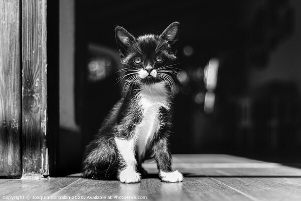 Little kitten, house pet, just sitting on the ground. Picture Board by Joaquin Corbalan