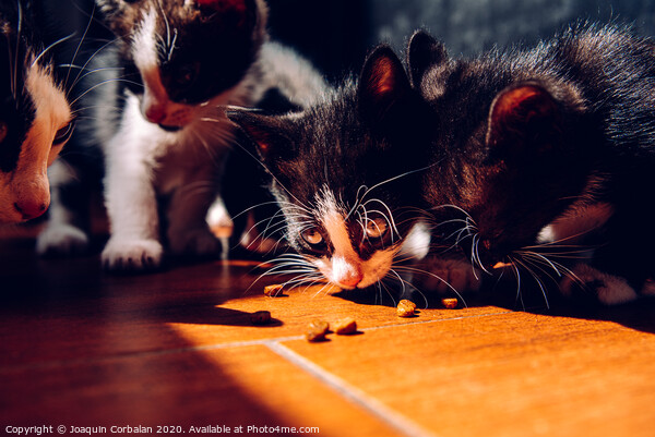 Litter of kittens eating on the ground in the sun with dark background. Picture Board by Joaquin Corbalan