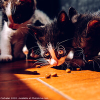 Buy canvas prints of Litter of kittens eating on the ground in the sun with dark background. by Joaquin Corbalan