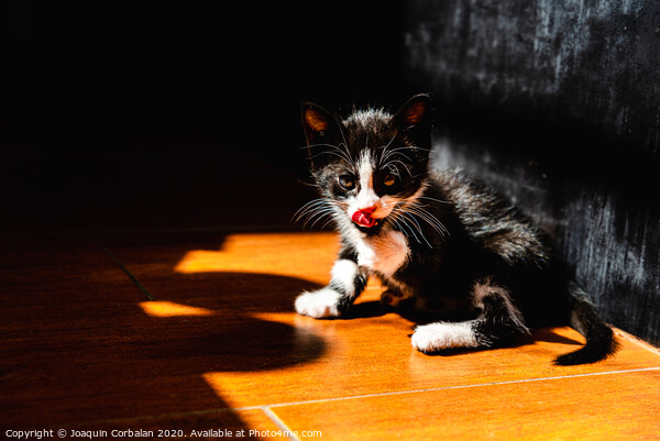 Little kitten, house pet, just sitting on the ground. Picture Board by Joaquin Corbalan