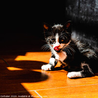 Buy canvas prints of Little kitten, house pet, just sitting on the ground. by Joaquin Corbalan