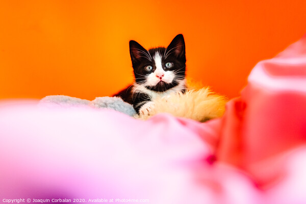 Kitten isolating on orange background staring at camera. Picture Board by Joaquin Corbalan