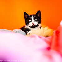 Buy canvas prints of Kitten isolating on orange background staring at camera. by Joaquin Corbalan