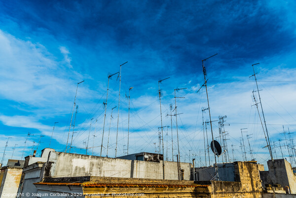 Old buildings in the city of Bari with roofs full of old television antennas. Picture Board by Joaquin Corbalan