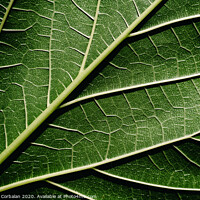 Buy canvas prints of Close-up detail of a mulberry leaf illuminated by the sun, green nature background and texture. by Joaquin Corbalan