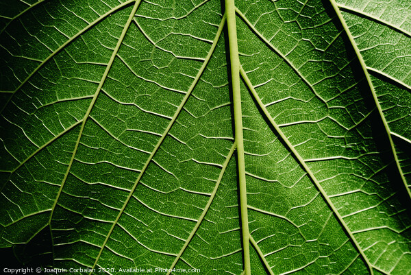 Green background of nature leaves with texture. Picture Board by Joaquin Corbalan