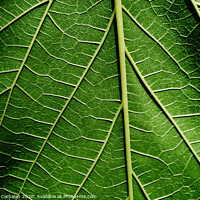 Buy canvas prints of Green background of nature leaves with texture. by Joaquin Corbalan
