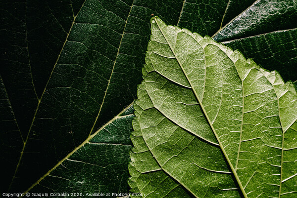 Macro of the underside or abaxial face and beam of mulberry leaves, green background of nature leaves. Picture Board by Joaquin Corbalan