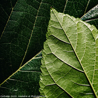 Buy canvas prints of Macro of the underside or abaxial face and beam of mulberry leaves, green background of nature leaves. by Joaquin Corbalan