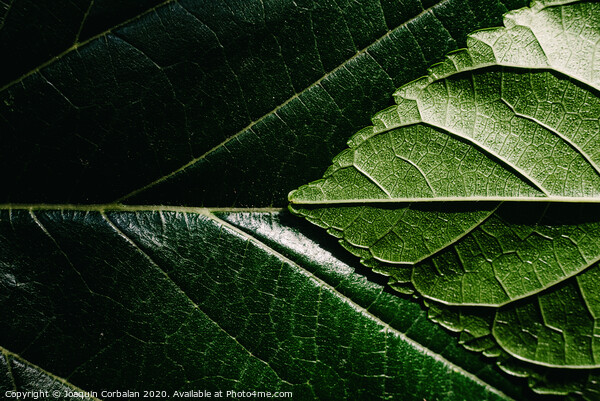 Close-up detail of a mulberry leaf illuminated by the sun, green nature background and texture. Picture Board by Joaquin Corbalan