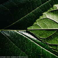 Buy canvas prints of Close-up detail of a mulberry leaf illuminated by the sun, green nature background and texture. by Joaquin Corbalan