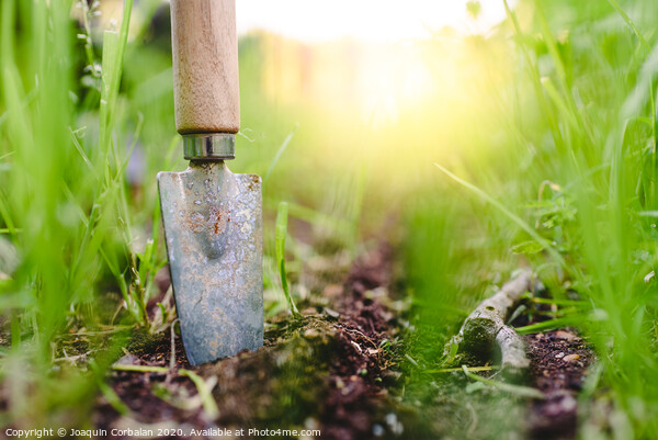 Gardening shovel in an orchard during the gardener's rest Picture Board by Joaquin Corbalan